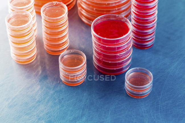 Placas de agar apiladas con cultivos microbiológicos sobre fondo liso
. - foto de stock