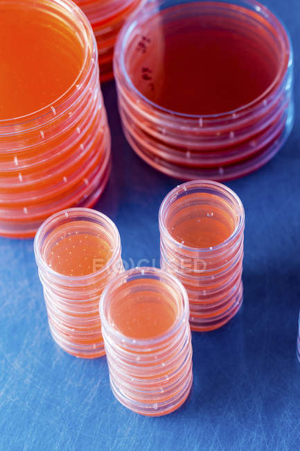 Piastre di agar impilate con colture microbiologiche su fondo chiaro . — Foto stock