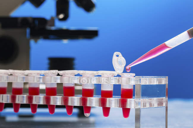 Primer plano de pipeteo en tubos microcentrifugadores en laboratorio patógeno . - foto de stock