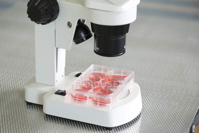Culturas de células ao microscópio em laboratório
. — Fotografia de Stock