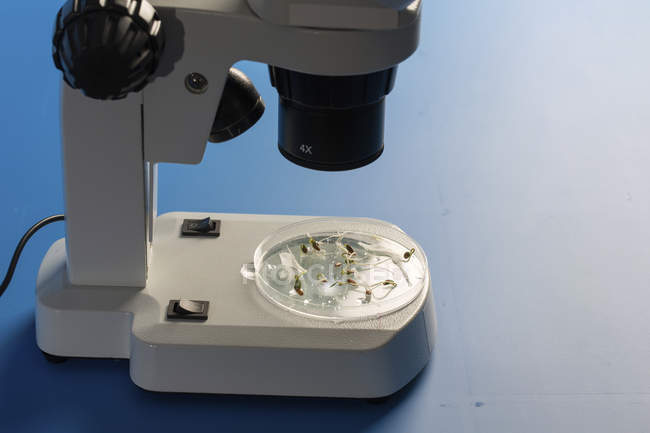 Brotos de plantas em placa de Petri sob microscópio de luz
. — Fotografia de Stock