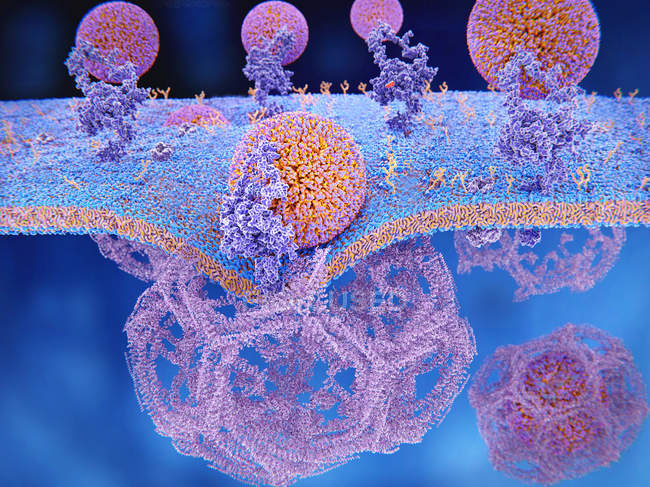 Lipoprotein-Rezeptoren niedriger Dichte, die an die Zellmembran binden, Illustration. — Stockfoto