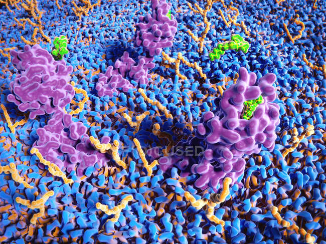 Células de tetrahidrocannabinol que se unen a los receptores cannabinoides, ilustración - foto de stock