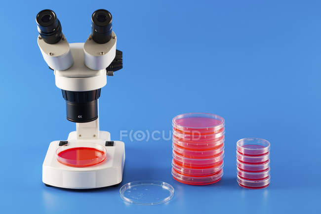 Microscopio y pilas en placas Petri en laboratorio sobre fondo azul . - foto de stock