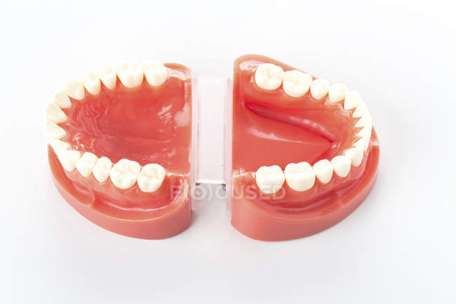 Modelo dental de dientes sobre fondo blanco . - foto de stock