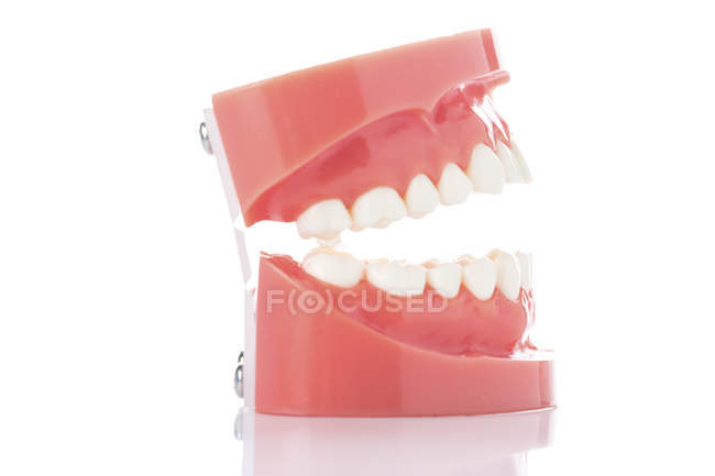 Modèle dentaire de dents sur fond blanc . — Photo de stock