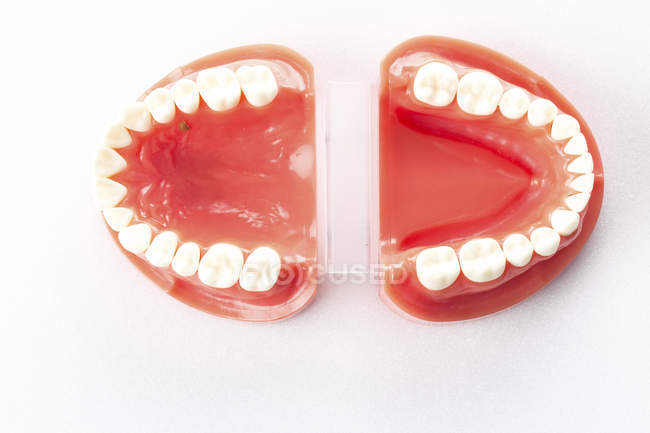 Modello dentale di denti su sfondo bianco . — Foto stock