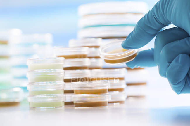 Close-up de mão cientista segurando placa de Petri em laboratório de patologia
. — Fotografia de Stock
