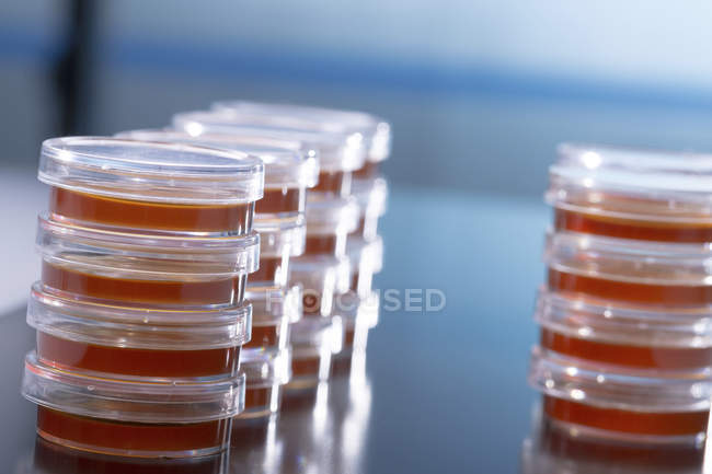 Platos de Petri apilados con agar de sangre sobre fondo liso
. - foto de stock