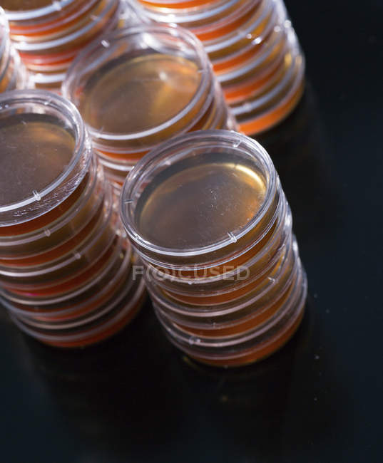 Gestapelte Petrischalen mit Blutagar auf schlichtem Hintergrund. — Stockfoto