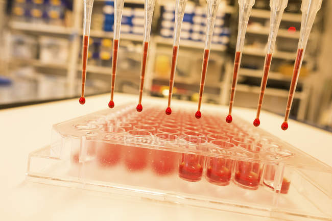 Multichannel pipette and red well plate in laboratory. — Stock Photo