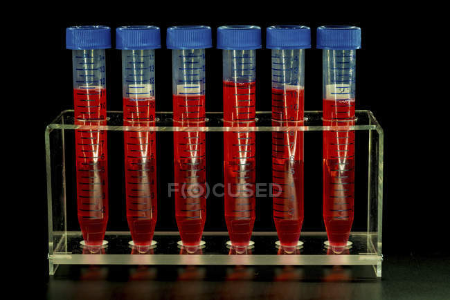 Tubes à essai avec liquide rouge en rack . — Photo de stock
