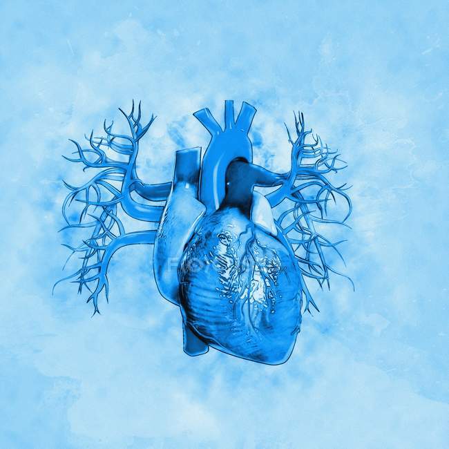 Human heart against blue background, illustration. — Stock Photo