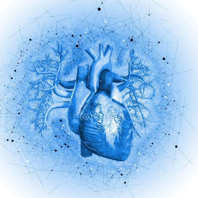 Human heart against blue background, illustration. — Stock Photo
