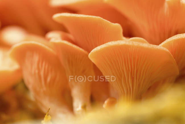 Pink oyster mushrooms, full frame. — Stock Photo
