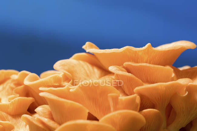 Cogumelos-de-ostra rosa clusters no fundo azul . — Fotografia de Stock