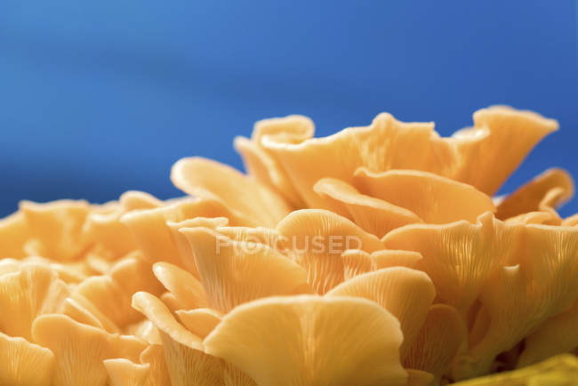 Clústeres de hongos ostra rosa sobre fondo azul . - foto de stock