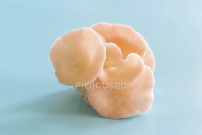 Champignons huîtres roses sur fond bleu . — Photo de stock