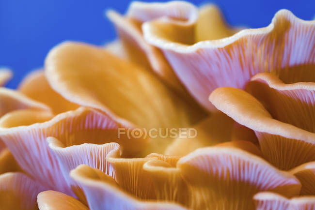 Clústeres de hongos ostra rosa sobre fondo azul . - foto de stock