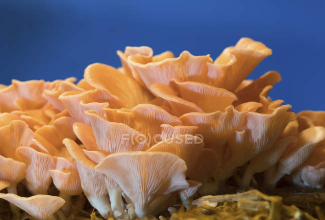 Funghi ostrica rosa grappoli su sfondo blu . — Foto stock