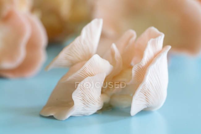 Cogumelos de ostra rosa no fundo azul . — Fotografia de Stock