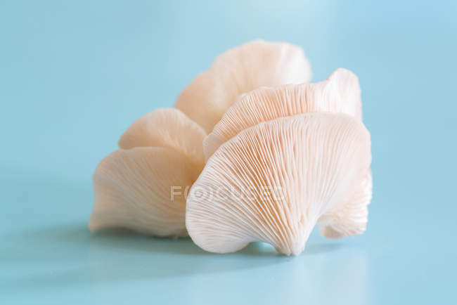 Funghi ostrica rosa su sfondo blu . — Foto stock