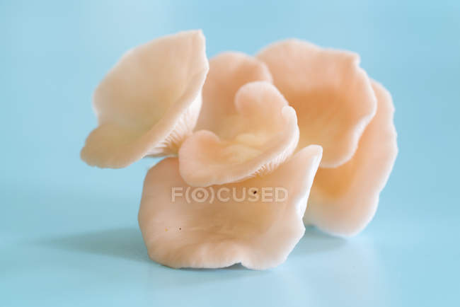 Funghi ostrica rosa su sfondo blu . — Foto stock