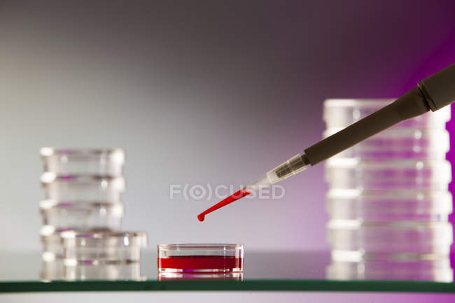 Micropipette pipetting blood sample into Petri dish. — Stock Photo