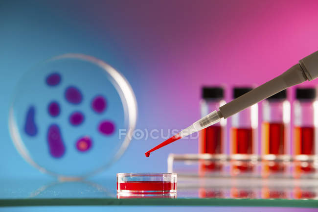 Primer plano de la micropipeta pipeteando la muestra de sangre en la placa de Petri
. - foto de stock