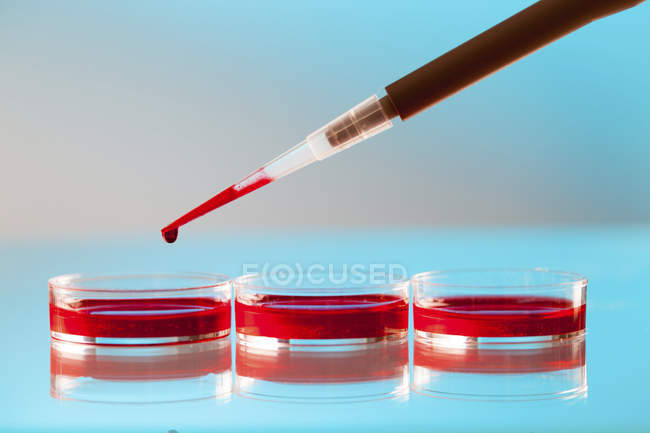 Micropipeta pipeteo muestra de sangre en placas Petri
. - foto de stock