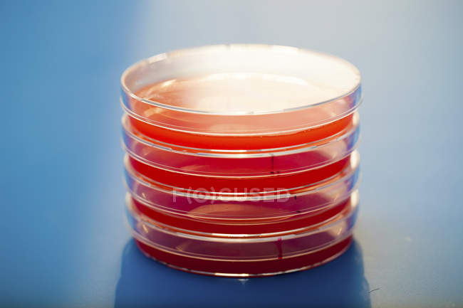 Petri dishes with blood agar on blue background. — Stock Photo