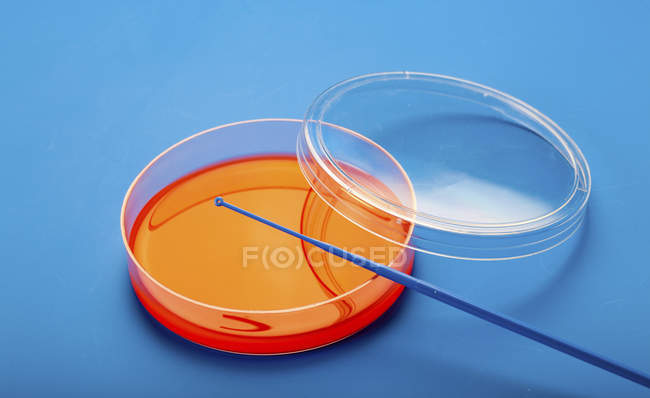 Petri dish with blood agar on blue background. — Stock Photo