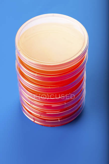 Pratos de Petri com ágar sangue em fundo azul . — Fotografia de Stock
