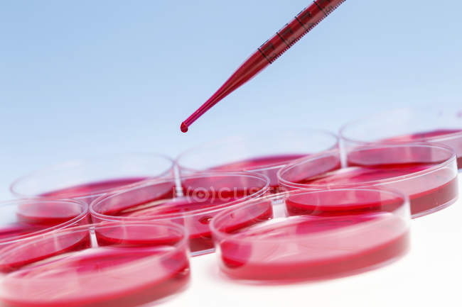 Primer plano de micropipeta pipeteo muestra de sangre en placas Petri
. - foto de stock