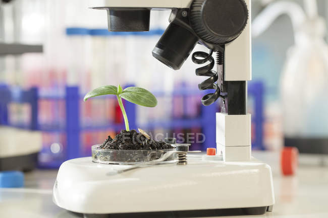 Planta de mudas no solo em placa de Petri sob microscópio de luz . — Fotografia de Stock