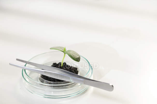 Planta de mudas no solo em placa de Petri e pinças em laboratório . — Fotografia de Stock