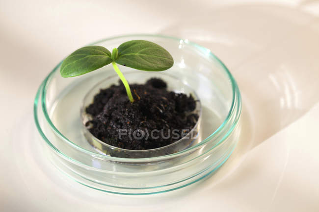 Plant seedling in soil in Petri dish in laboratory. — Stock Photo