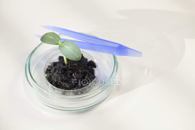 Plant seedling in soil in Petri dish and tweezers in laboratory. — Stock Photo