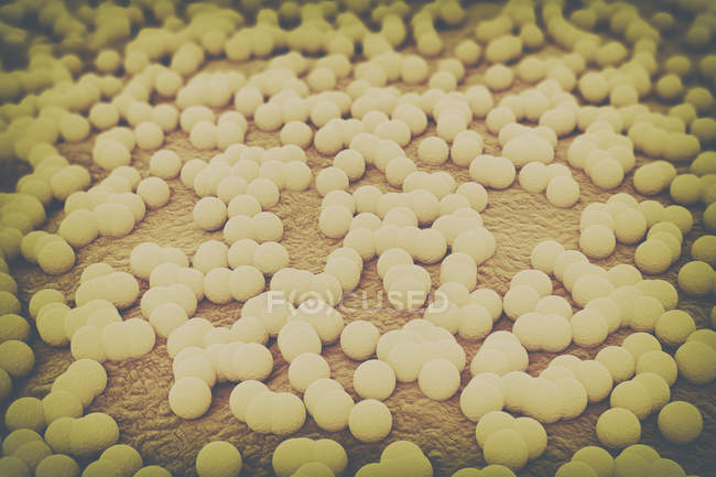 Cellules rondes de bactéries Staphylococcus, illustration numérique
. — Photo de stock