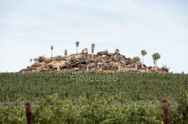 Viñedos de uva para la producción de vino cerca del sistema de riego Olifants River, Klawer, Western Cape, Sudáfrica . - foto de stock