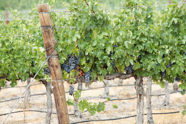 Grapes on vines near Klawer, Western Cape, South Africa. — Stock Photo