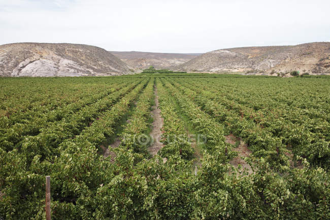 Ряды виноградных лоз для производства вина вблизи системы орошения реки Олифантс, Клауэр, Западный Кейп, Южная Африка . — стоковое фото