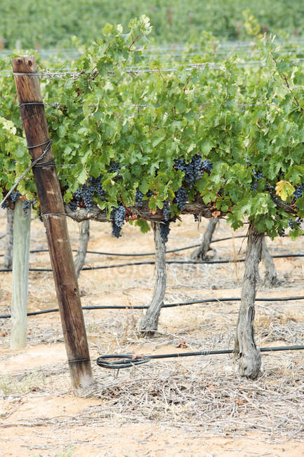 Grapes on vines near Klawer, Western Cape, South Africa. — Stock Photo