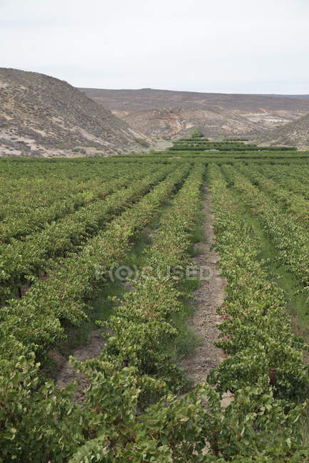 Filas de vides de uva para la producción de vino cerca del sistema de riego del río Olifants, Klawer, Western Cape, Sudáfrica . - foto de stock