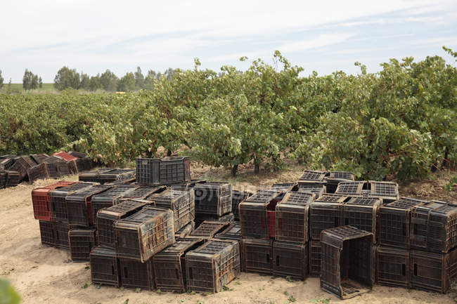 Ящики для виробництво вина біля річки з'єднується зрошення система, Klawer, Західний Мис, Сполучені Штати Америки. — стокове фото