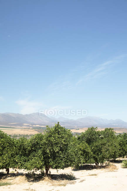 Árboles en la granja de cítricos cerca de Picketberg, Western Cape, Sudáfrica . - foto de stock