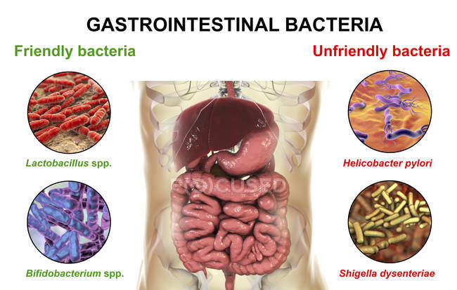 Ilustración digital del sistema digestivo humano y primer plano de las bacterias intestinales
. - foto de stock