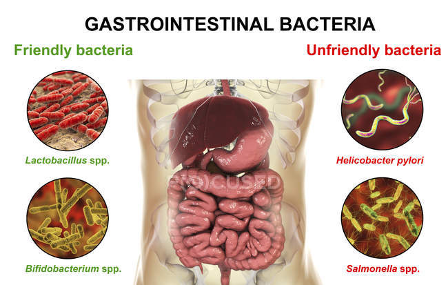 Illustrazione digitale del sistema digestivo umano e immagini microscopiche di batteri . — Foto stock