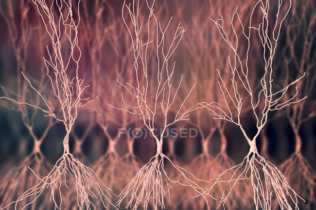 Hippocampus neurons structure, digital artwork. — Stock Photo