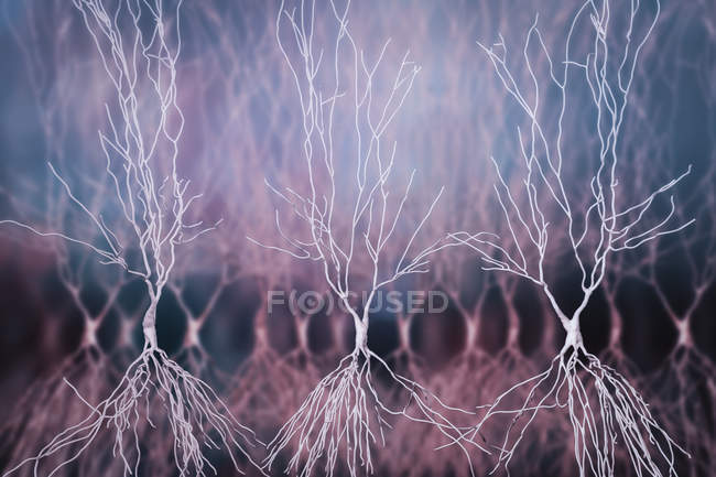 Estrutura de neurônios do hipocampo, arte digital . — Fotografia de Stock